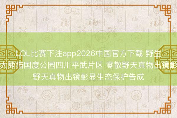 LOL比赛下注app2026中国官方下载 野生豹和大熊猫现身大熊猫国度公园四川平武片区 零散野天真物出镜彰显生态保护告成